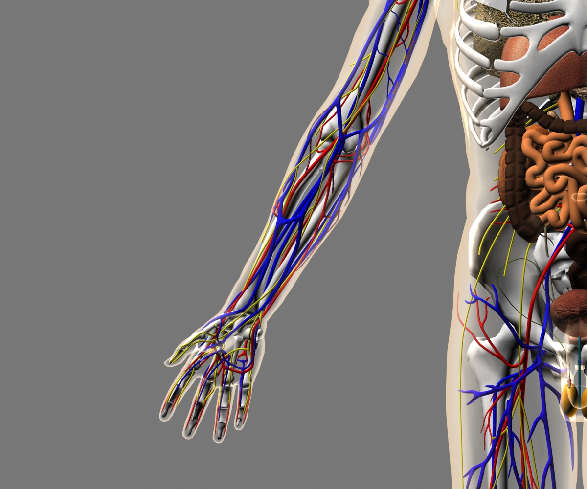 male_vascular_system_arm – Darkopolis